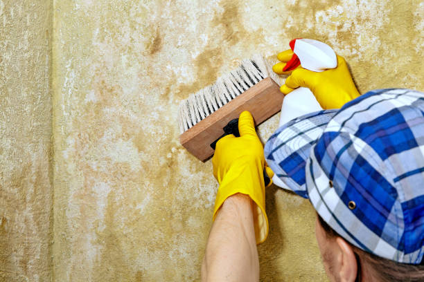 Mold Removal for HVAC Installations in West Point, NE